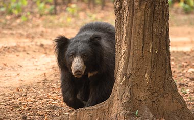 A Sloth Bear hiding behind a tree in India